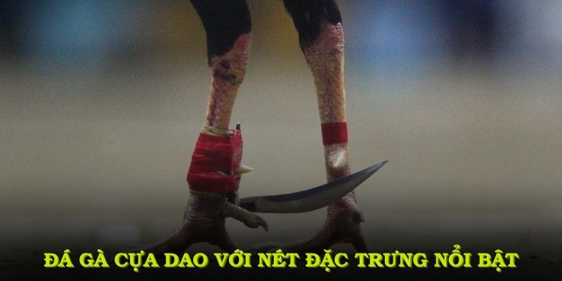 Đá gà cựa dao với những nét đặc trưng nổi bật